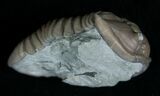 Flexicalymene Trilobite From Indiana #5528-4